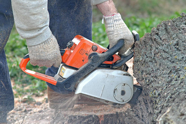 Trusted Emma, NC Tree Removal Services Experts