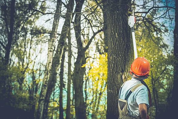 How Our Tree Care Process Works  in  Emma, NC